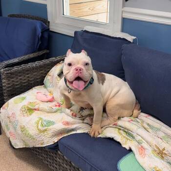 Plenty -  American Bulldog Dog for Adoption in Sunderland, Maryland - Plenty | PetCurious