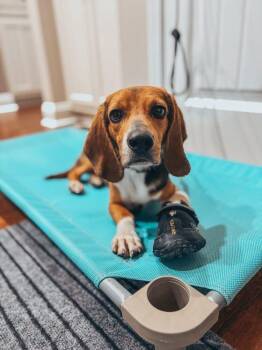 Billy Bob -  Beagle Dog Available for Adoption in Oswego, South Carolina - Billy Bob | PetCurious