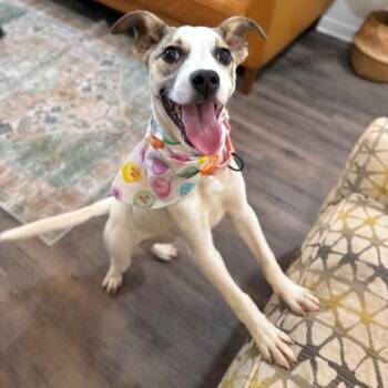 Pit Bull Terrier and German Shepherd Dog Dogs Available for Adoption in Friendswood, Texas - Penny Bun Mushroom | PetCurious