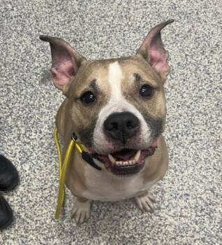 Pit Bull Terrier Dogs Available for Adoption in Golden, Colorado - Barry Bee Benson | PetCurious