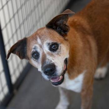 Eliza (JN26-18) -  Mixed Breed Dog for Adoption in Peyton, Colorado - Eliza (JN26-18) | PetCurious