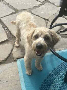 MINI ROXY (perfect little angel) -  Goldendoodle Dog for Adoption in Elyria, Ohio - MINI ROXY (perfect Little Angel) | PetCurious
