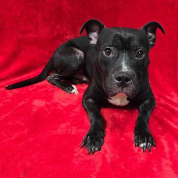 Buzz -  Mixed Breed Dog for Adoption in Frankfort, Indiana - Buzz | PetCurious