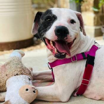 Lili (Happy, Cuddly, Sociable, Smart, and Adorable girl) -  Pit Bull Terrier Dog for Adoption in Grand Rapids, Michigan - Lili (Happy, Cuddly, Sociable, Smart, And Adorable Girl) | PetCurious