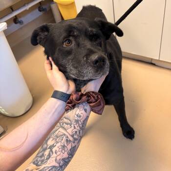 Black Labrador Retriever Dogs Available for Adoption in Saint Charles, Missouri - Brody | PetCurious