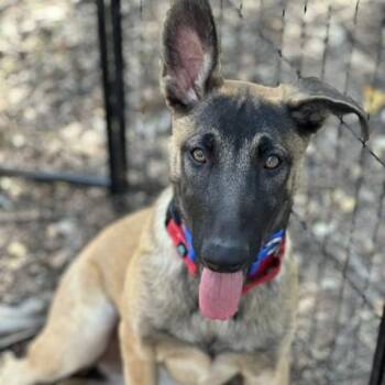 Rescue Belgian Shepherd Malinois Dogs for Adoption in Lockhart, Texas - Jaika | PetCurious