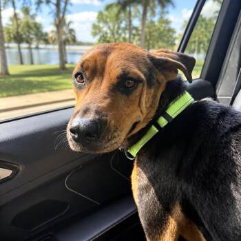Sun -  Coonhound and Mixed Breed Dog for Adoption in Lakewood Ranch, Florida - Sun | PetCurious