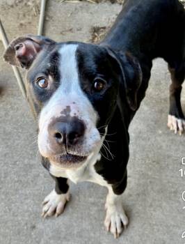 Tuxedo -  American Staffordshire Terrier Dog for Adoption in Chicago, Illinois - Tuxedo | PetCurious