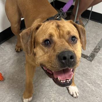 Gemi -  Mixed Breed Dog for Adoption in Philadelphia, Pennsylvania - Gemi | PetCurious