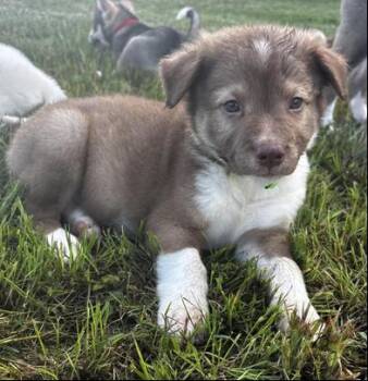 Archer -  Siberian Husky and Australian Shepherd Dog for Adoption in Liverpool, Texas - Archer | PetCurious