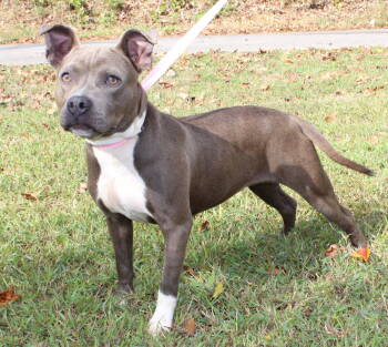 Rescue Pit Bull Terrier Dogs for Adoption in Prattville, Alabama - Strawberry 42591 | PetCurious