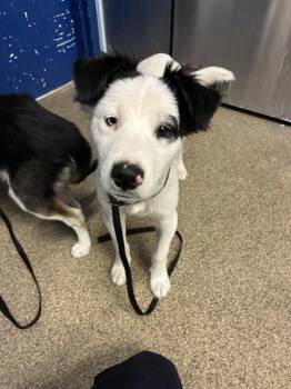 Border Collie and Mixed Breed Dogs Available for Adoption in Fort Myers, Florida - BANDIT | PetCurious