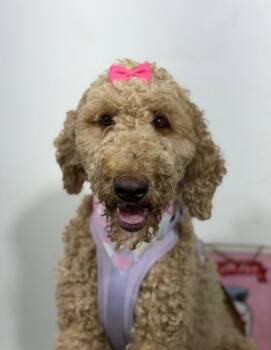 Bo Peep-One of our Amazing Rescue Dogs -  Goldendoodle and Labradoodle Dog for Adoption in Carlsbad, California - Bo Peep-One Of Our Amazing Rescue Dogs | PetCurious