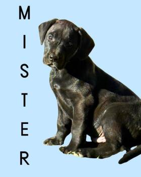 Rescue Labrador Retriever Dogs for Adoption in Salt Lake City, Utah - Mister | PetCurious