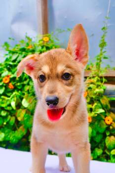 Juneau -  Husky and Golden Retriever Dog for Adoption in San Diego, California - Juneau | PetCurious
