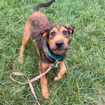 CT Happy -  Terrier Dog for Adoption in Stormville, New York - CT Happy | PetCurious