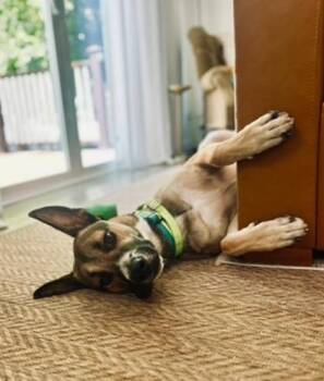Xander -  German Shepherd Dog Dog for Adoption in San Diego, California - Xander | PetCurious