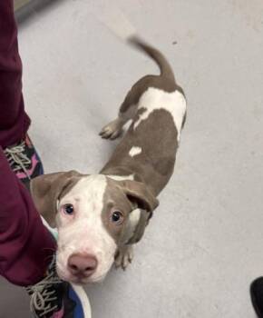 Amigo -  Mixed Breed Dog for Adoption in West Chester, Pennsylvania - Amigo | PetCurious