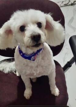 Bonnie -  Poodle Dog for Adoption in Escondido, California - Bonnie | PetCurious