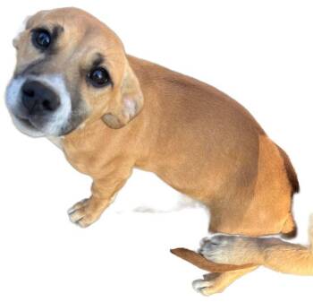 Chihuahua and Pit Bull Terrier Dogs Available for Adoption - Hermione | PetCurious