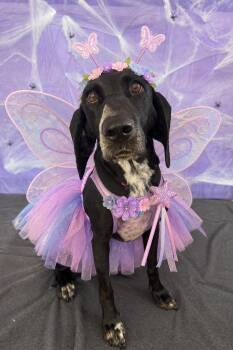 Zoey -  Mixed Breed and Coonhound Dog for Adoption in Chickasha, Oklahoma - Zoey | PetCurious