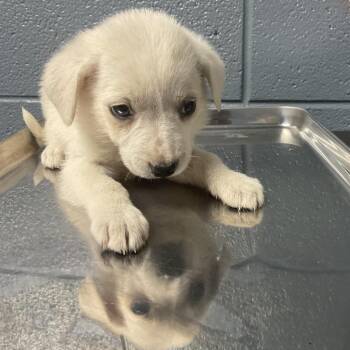 Nyota -  Mixed Breed Dog for Adoption in Saint Joseph, Missouri - Nyota | PetCurious