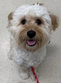 Goldendoodle Dogs Available for Adoption - Frankie | PetCurious