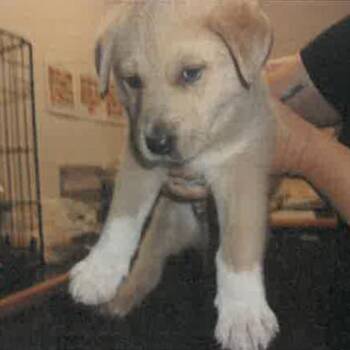 Sonny A2278768 -  German Shepherd Dog Dog for Adoption in Los Angeles, California - Sonny A2278768 | PetCurious