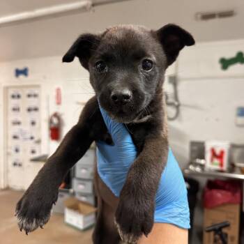 Shepherd Dogs Available for Adoption - Winter | PetCurious