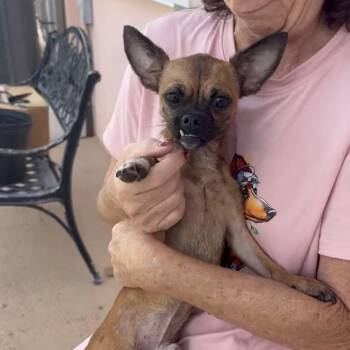 Nemo -  Chihuahua and Mixed Breed Dog for Adoption in Jupiter, Florida - Nemo | PetCurious