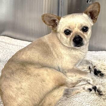 Chihuahua Dogs Available for Adoption in Midland, Texas - FWT Player (Buster) | PetCurious