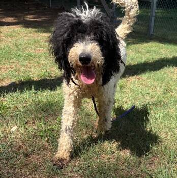 Tiara -  Poodle Dog for Adoption in Little Rock, Arkansas - Tiara | PetCurious
