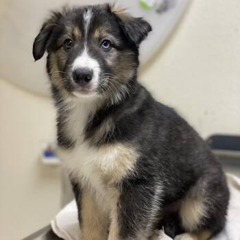 Pretzel -  Australian Shepherd and Mixed Breed Dog for Adoption in Riverside, California - Pretzel | PetCurious
