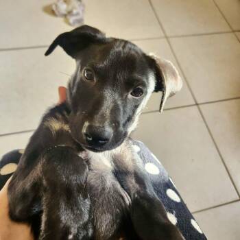 DIMPLES -  Black Labrador Retriever Dog for Adoption in Waterford, New Jersey - DIMPLES | PetCurious