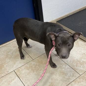 Rescue Mixed Breed Dogs for Adoption in Galveston, Texas - Princess Leia | PetCurious