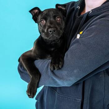 Labrador Retriever and Shepherd Dogs Available for Adoption - Levi | PetCurious