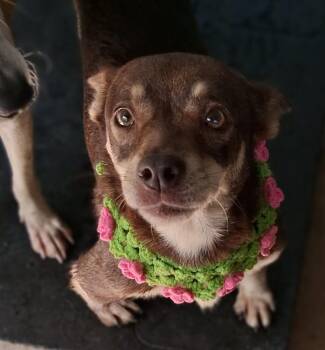 Nina -  Chiweenie Dog for Adoption in Albion, New York - Nina | PetCurious