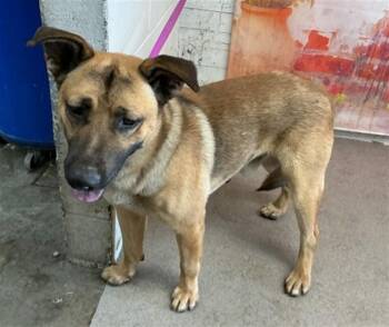 GOOSE -  German Shepherd Dog and Mixed Breed Dog for Adoption in San Bernardino, California - GOOSE | PetCurious