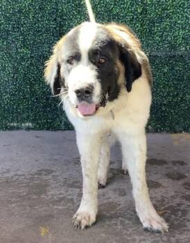 Saint Bernard and Mixed Breed Dogs Available for Adoption in El Paso, Texas - Bruno | PetCurious