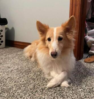 Heaven -  Shetland Sheepdog Sheltie Dog for Adoption in Overland Park, Kansas - Heaven | PetCurious