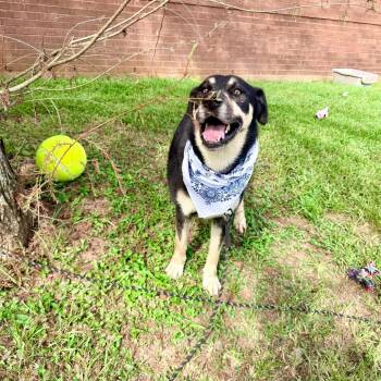 Poblano -  Shepherd Dog for Adoption in Angleton, Texas - Poblano | PetCurious