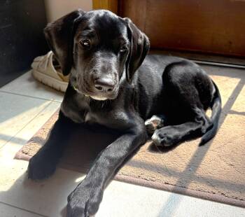 Myrtle -  Golden Retriever and Labrador Retriever Dog for Adoption in Lisbon, Iowa - Myrtle | PetCurious