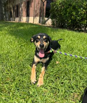 Rescue Shepherd Dogs for Adoption in Houston, Texas - Ruthie | PetCurious