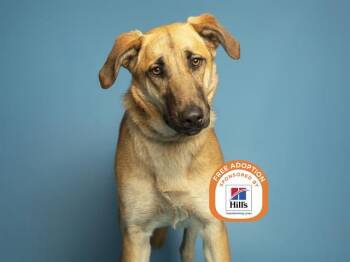 German Shepherd Dog Dogs Available for Adoption - KONA | PetCurious