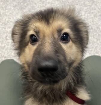 Guava -  German Shepherd Dog Dog for Adoption in Golden, Colorado - Guava | PetCurious