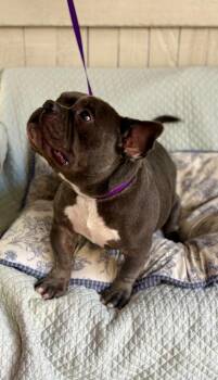 Deebo HW+ -  Pit Bull Terrier Dog for Adoption in Fort Worth, Texas - Deebo HW+ | PetCurious