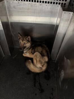 MAID MARIAN -  German Shepherd Dog and Mixed Breed Dog for Adoption in Grand Prairie, Texas - MAID MARIAN | PetCurious
