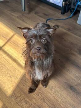 Yorkshire Terrier and Dachshund Dogs Available for Adoption in Piedmont, Oklahoma - Coco | PetCurious