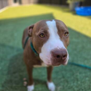 Brown Gravy -  Pit Bull Terrier Dog for Adoption in Greensboro, North Carolina - Brown Gravy | PetCurious