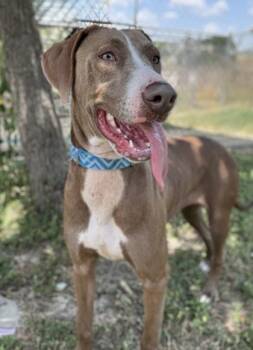 Macchiato -  American Staffordshire Terrier and Blue Lacy Dog for Adoption in San Antonio, Texas - Macchiato | PetCurious
